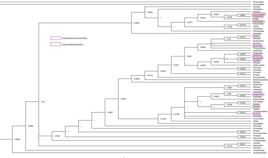 Figura  1  –  Árvore  de  reconstrução  filogenética  Bayesiana  (gerada  pelo  programa  MrBayes)  e  ocorrências  de  enantiostilia  entre  as  ordens  de  Angiospermas