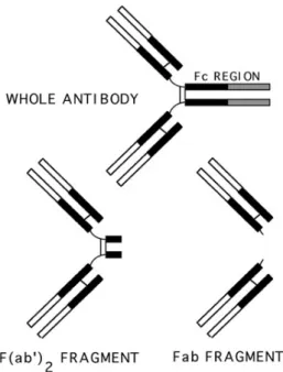 Figura 2. Representação de um anticorpo inteiro e  dos fragmentos gerados após o tratamento brando  com pepsina (F(ab’) 2 ) e com papaína(Fab)  (www.dartmouth.edu/~celllab/pix/fab.jpg)