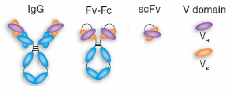 Figura 3. Representação de uma molécula de  imunoglobulina (IgG) em comparação com fragmentos  gerados por técnicas do DNA recombinante (Fv-Fc e  scFv)