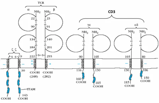 Figura 4. Diagrama esquemático do complexo receptor de celular T  (TCR). Ele é constituído pelo TCR, cadeias ζ e pelo complexo CD3