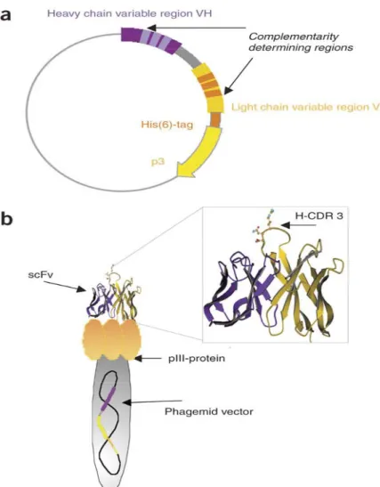 Figura 8. Apresentação esquemática da molécula scFv fusionada a pIII do  fago.(a) Mapa do fagomídio que codifica para o scFV, mostrando as regiões  determinantes de complementaridade (CDRs) e o peptídeo linker (em cinza)  que separa a cadeia leve e a pesad