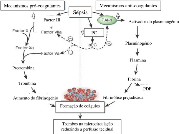 Figura 1 – Mecanismos através dos quais a sépsis altera os mecanismos de homeostasia  (adaptado de Cohen, 2002)