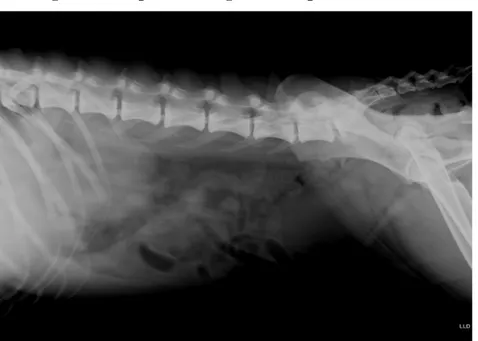 Figura 2 – Aspecto radiográfico da piómetra canina. 