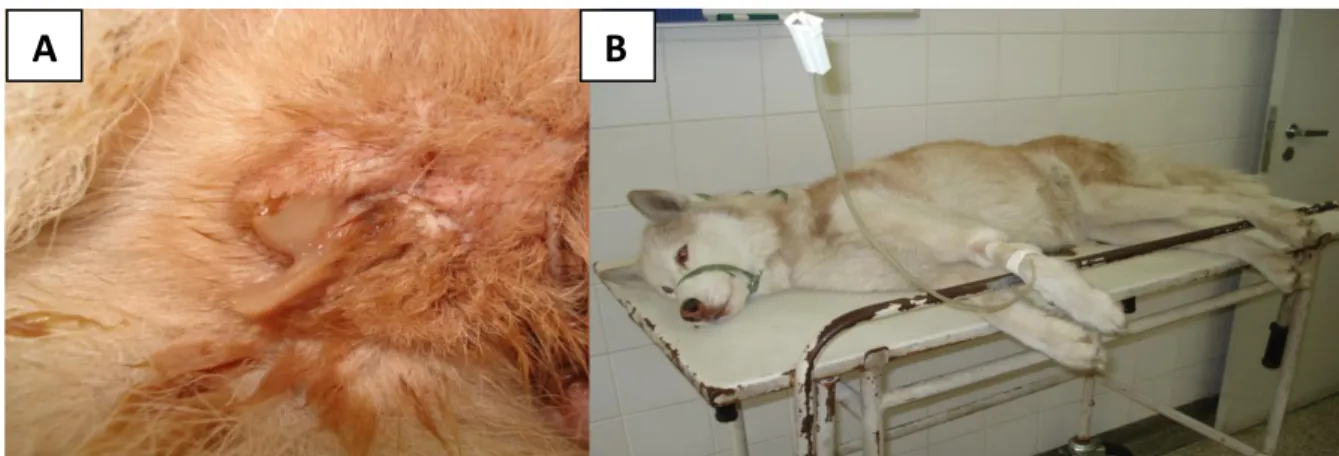 Figura 6 – Sinais clínicos observados numa cadela com piómetra. 