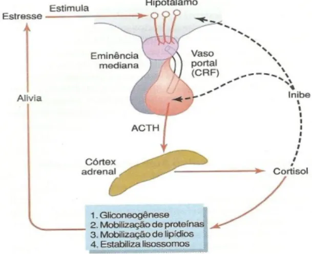 Figura 2 Mecanismo de regulação da secreção de glucocorticóides (Guyton &amp; Hall, 2006)
