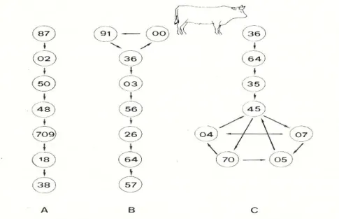 Figura 4 Exemplos de hierarquias sociais na espécie bovina (Adaptado de Hafez &amp; Bouisson, 1975)