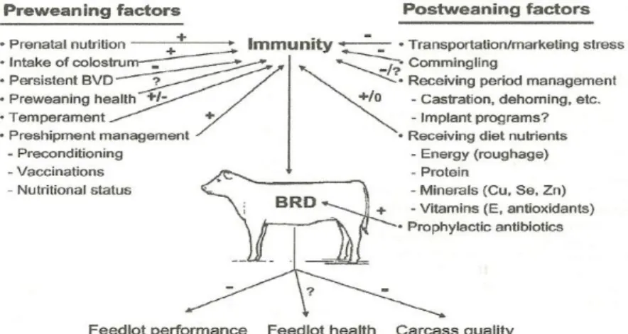 Figura 6 Factores que contribuem para DRB em bovinos de carne e  as consequências da patologia