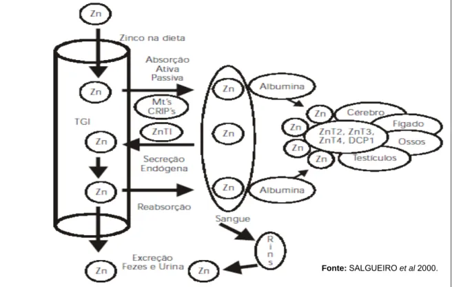 Figura 1 -  Esquema representativo dos mecanismos de digestão, absorção,  aproveitamento por tecidos periféricos e excreção do zinco proveniente da dieta