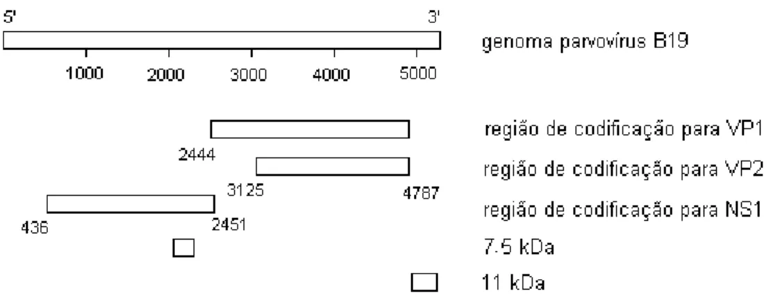Figura 2  – Representação esquemática do genoma do eritrovírus B19 e  as regiões de transcrição