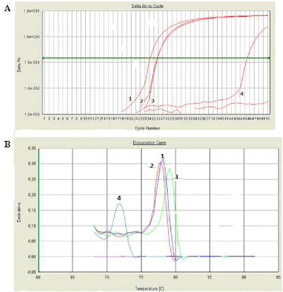 Figura 9  – Amplificação dos genótipos de B19V do painel de referência   da OMS por PCR em tempo real usando SYBR Green 