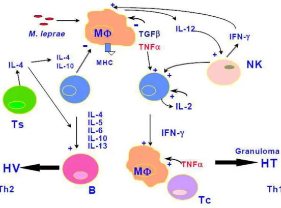FIGURA 3 – Padrão de resposta imunológica na hanseníase  Fonte: FOSS, 1997, p.336. 