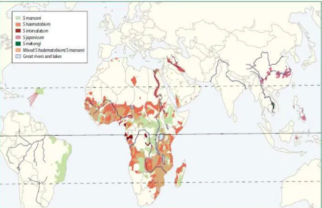 Figura 1 – Dispribuição sundial das espécies de Schistosoma (GRYSEELS ep al., 2006) 