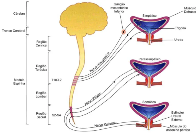 Figura 1 - Controle neural da micção 22 .