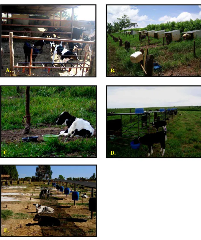 Figura  1:  Modelos  das  Instalações  das  bezerras  da  fase  de  aleitamento  nas  propriedades  leiteiras  de  sistema  de  produção semi-intensivo nas regiões Centro-Oeste e Alto Paranaíba de Minas Gerais A