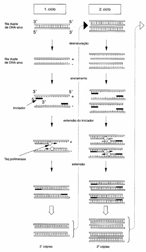 FIGURA 5 - Esquema ilustrativo das etapas da PCR. 