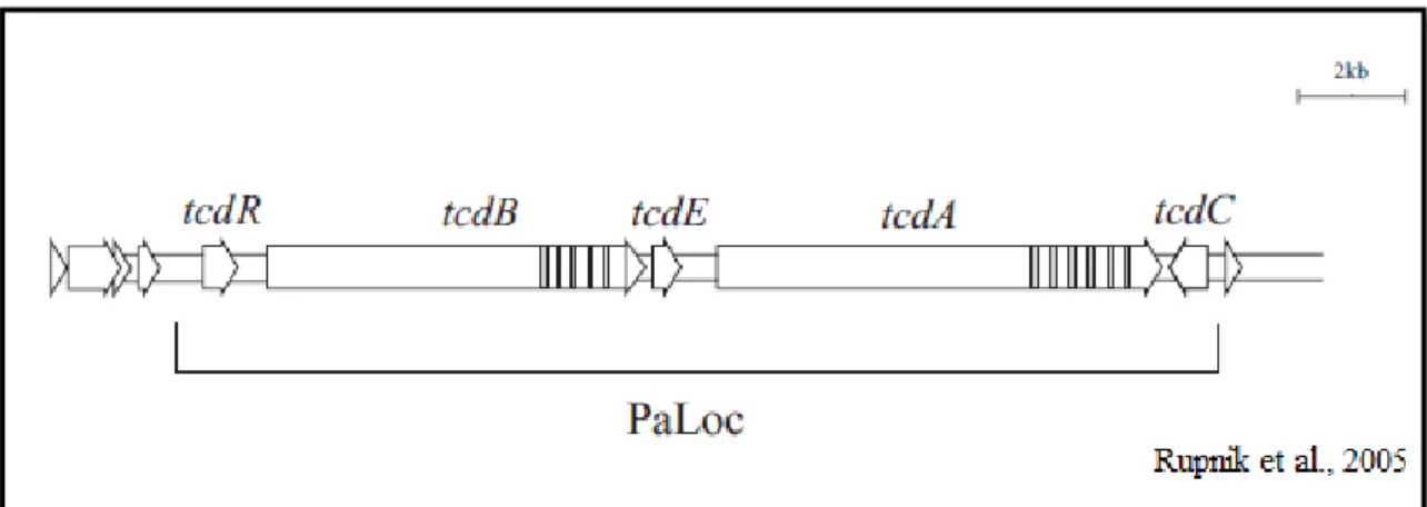 Figura  2.  Esquema  do  gene  de  patogenicidade  de  Clostridium  difficile  (PaLoc)  ilustrando  os  genes tcdA, tcdB, tcdC, tcdE e tcdR