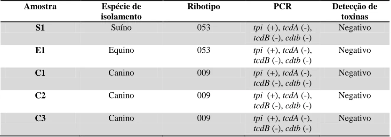 Tabela 3. Caracterização das amostras não toxigênicas de  C. difficile (NTCD) da bacterioteca  do  Laboratório  de  Anaeróbios  quanto  à  espécie  da  qual  foi  isolada,  o  ribotipo  e  o  perfil  toxigênico