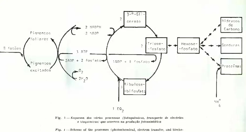 Fig. 1 — Scheme of the processes (photochemical, electron transfer, and bioche-  mical) that occur in photosynthetic production