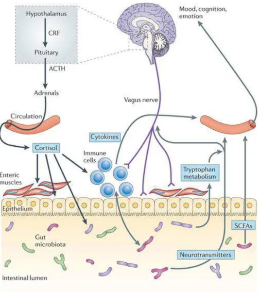Figura  2.  Comunicações  bi-direcionais  no  eixo  microbiota-intestino-cérebro  (Cryan  and  Dinan, 2012) 