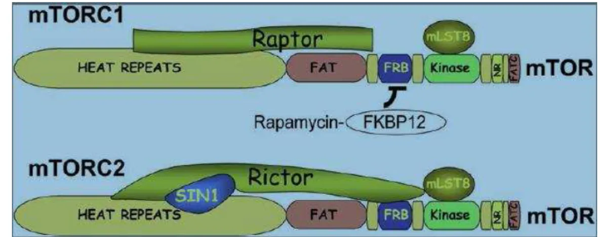 Fig. 3  –  Composição dos complexos mTOR (adaptada (Bhaskar e Hay, 2007)). 