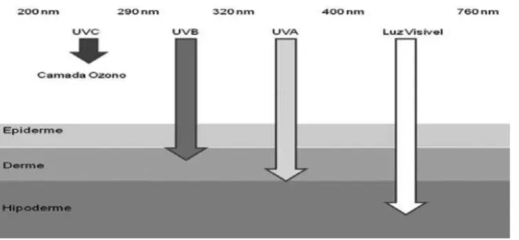 Figura 4 - Capacidade de penetração dos raios solares na pele (adaptado de Cravo, et  al., 2008)