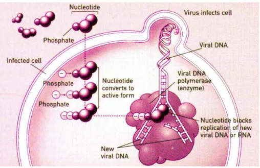 Fig 13. Princípio de ação do Aciclovir na replicação dos herpes vírus (disponível em http://dermatology- http://dermatology-s10.cdlib.org/DOJvol6num1/therapy/cidofovir/vistmech.jpeg, acedido em 14-06-2013)