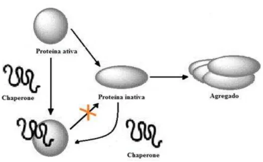 Figura  4:  Mecanismo  molecular  de  ação  dos  Chaperones  [Adaptado  de  Kovacs  et  al