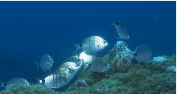 Fig. 1  Picture of a shoal of white seabream (Diplodus sargus). Picture by Patzner, R