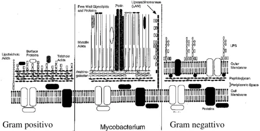 Figura  2-  Comparação  estrutural  da  parede  celular  entre  as  bactérias  Gram  positivo  e  negativo  com a do Mycobacterium Tuberculosis (Parsons et al., 1997)