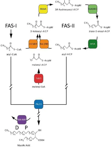 Figura 4- Biossíntese de ácidos micólicos (Cantaloube et al., 2011). 