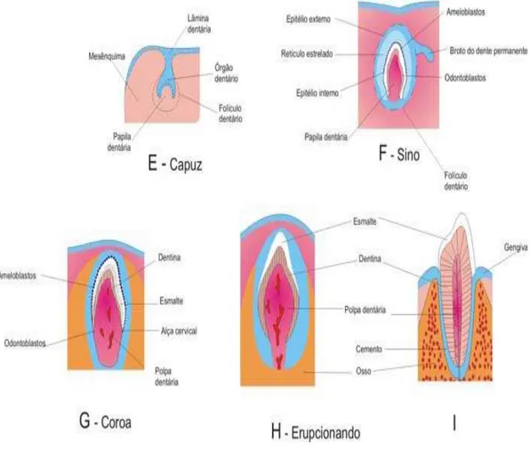 Figura 3. Formação dentária 