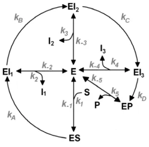 Figure 7: Proposed reaction model. E: enzyme; S: substrate; P: Product; I n : Intermediate after n 