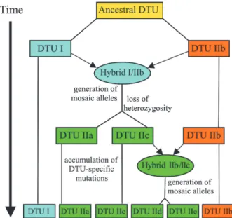 Fig. 3:  a schematic of the evolution of Trypanosoma cruzi groups.
