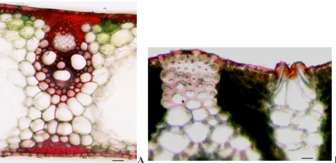 Figure 1 - Morphological characteristics of Arundo donax L.: A – ligule (white arrow); 