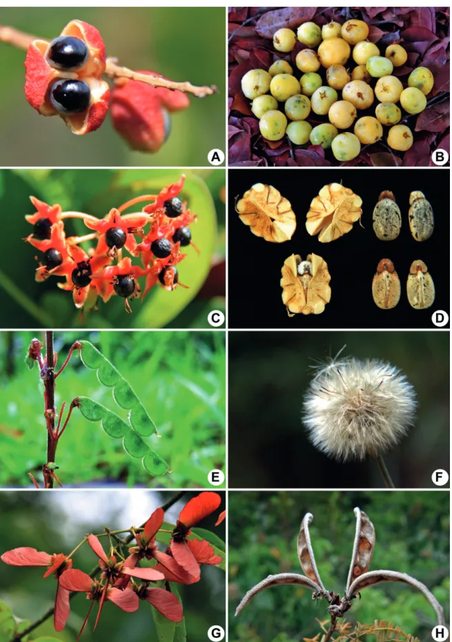Figure 2.  Examples of Cerrado fruits and syndromes. Zoochory: (A) capsule, with arylated seeds (Matayba guianensis); (B) berry  (Eugenia dysenterica); (C) drupe (Byrsonima umbellata); (D) schizocarp, with elaiosome (Manihot violacea); (E) artrocarp, epizo