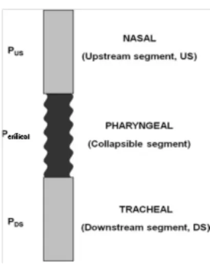 Figura 6: Representação esquemática da faringe (e dos seus segmentos, superior e inferior), da  nasofaringe e da traqueia