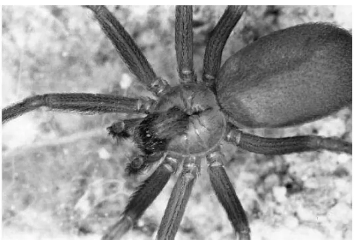 Figura 1 -  Morfologia das aranhas do gênero Loxosceles  