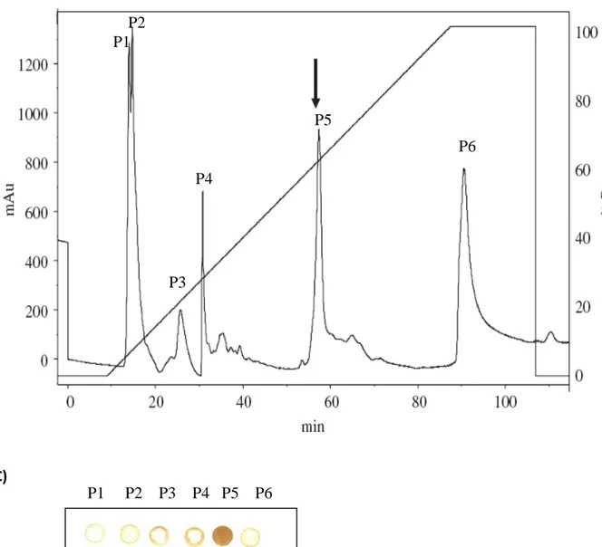 Figura 11- Expressão e Purificação de rLiD1. (A) Eletroforese em gel de poliacrilamida a 
