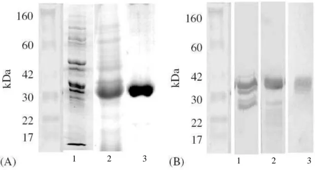 Figura  12-  Analise  de  rLiD1  em  Gel  de  Poliacrilamida  e  Western-blot.  (A)  Canaleta  1- 