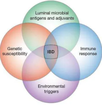Figura  2:  Interação  dos  vários  fatores  responsáveis  pela  inflamação  intestinal  crónica
