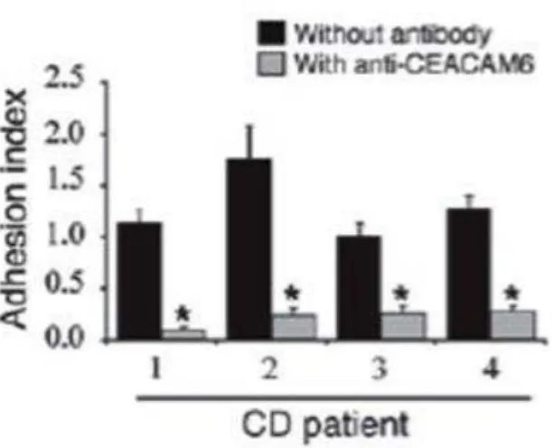 Figura 7: Adesão bacteriana na presença versos ausência do anticorpo anti-CEACAM6 (adaptado de   Barnich, N., et al., 2007)
