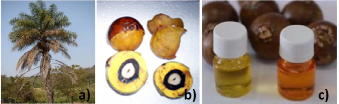 Figura  1.3:   (a)  M acaubeira,  (b)  Frut o  ou  coco,  (c)  Óleo  da  amêndoa  e  da  polpa  do  frut o  da  macaúba
