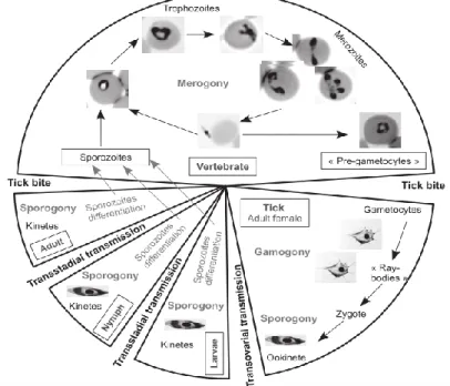 Figura 4. Ciclo de vida da Babesia spp. Retirado de: A. Chauvin, E. Moreau, S. Bonnetetal, 2009 