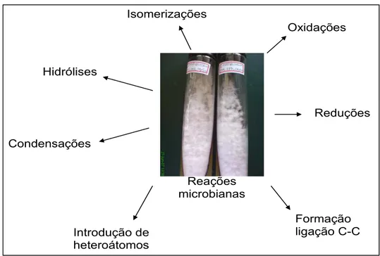 Figura  1.5  –  Tipos  de  reações  microbianas 19   (Foto  de  uma  cultura  do  fungo 
