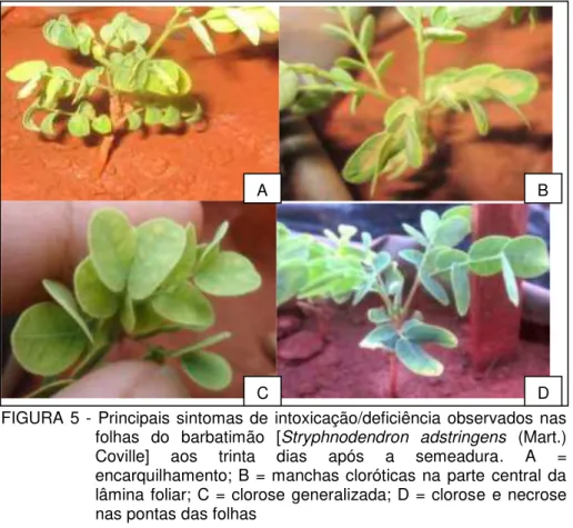 FIGURA  5 -  Principais sintomas de  intoxicação/deficiência observados nas  folhas  do  barbatimão  [Stryphnodendron  adstringens  (Mart.)  Coville]  aos  trinta  dias  após  a  semeadura