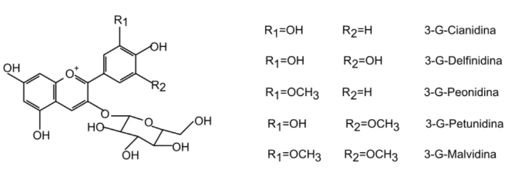 Figura 7 - Estrutura química das Antocianinas   (Cabrita et al., 2003) 