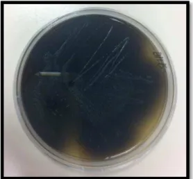 Figura 4 –  Teste de Bile-esculina para o E. faecalis 