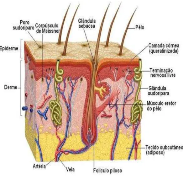 Figura 1: Representação esquemática da pele humana (adaptado de http://www.hipertrofia.org)