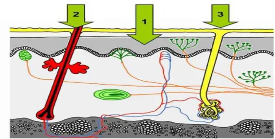 Figura  2:  Vias  de  penetração  das  moléculas  na  pele.  (1)  Via  transepidérmica;  (2)  Via  transfolicular;  (3)  Passagem  de  moléculas  através  das  glândulas  sudoríparas  (adaptado  de  Daniels, R