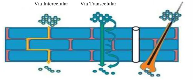 Figura  3:  Representação  esquemática  da  via  transepidérmica  de  penetração  de  fármacos  –   via  transcelular e via intercelular (adaptado de Lane, M